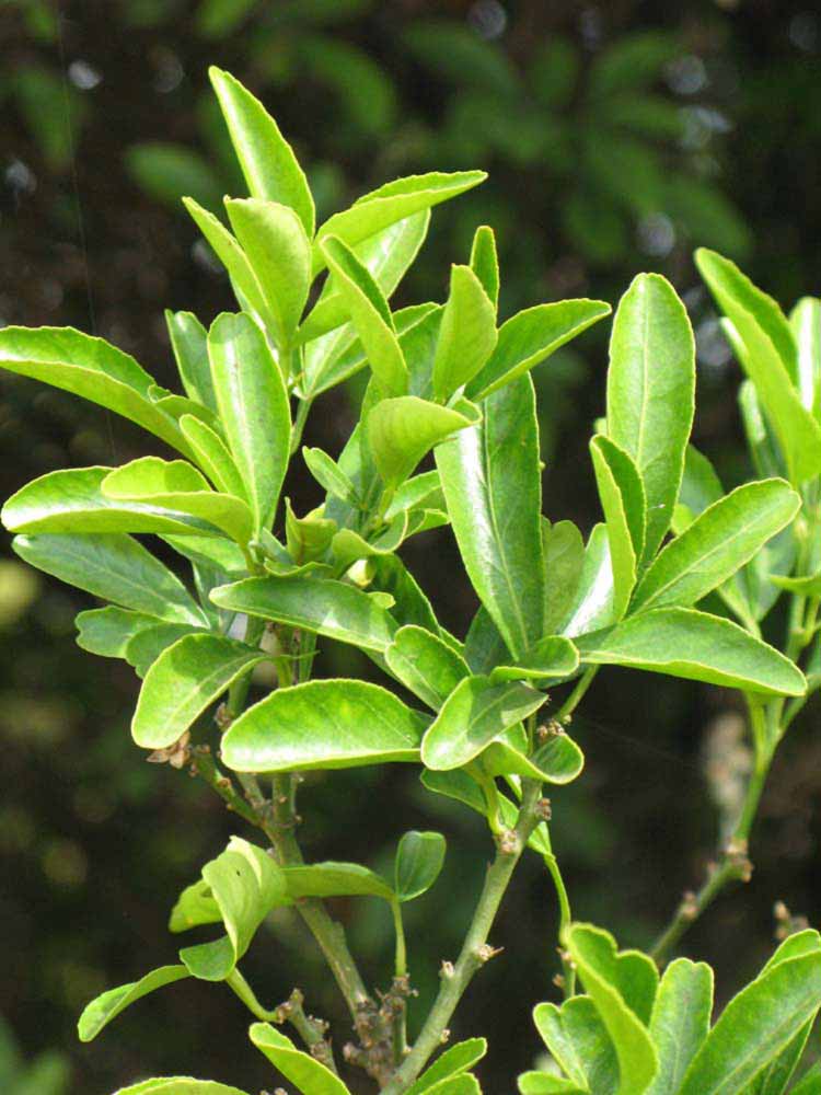              Sun leaves (Riverside, CA)       